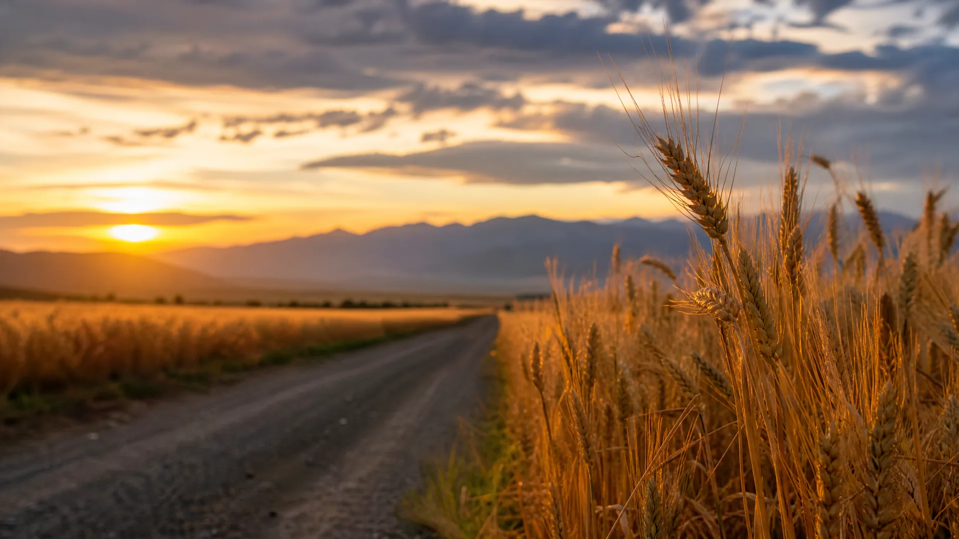 A dirt road runs between fields of ripe wheat toward distant mountains under a cloudy sky at sunset, with wheat ears in sharp focus at the right.